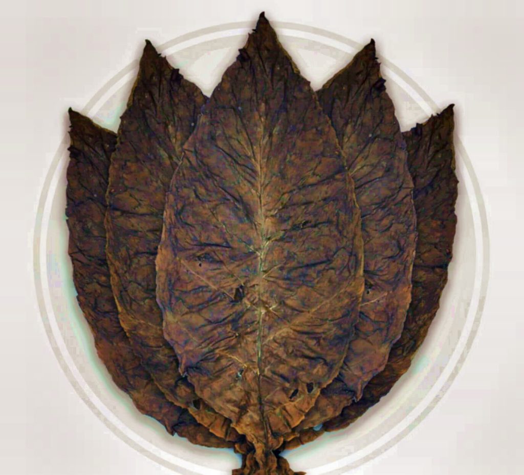 Темные листья табака воздушного отверждения